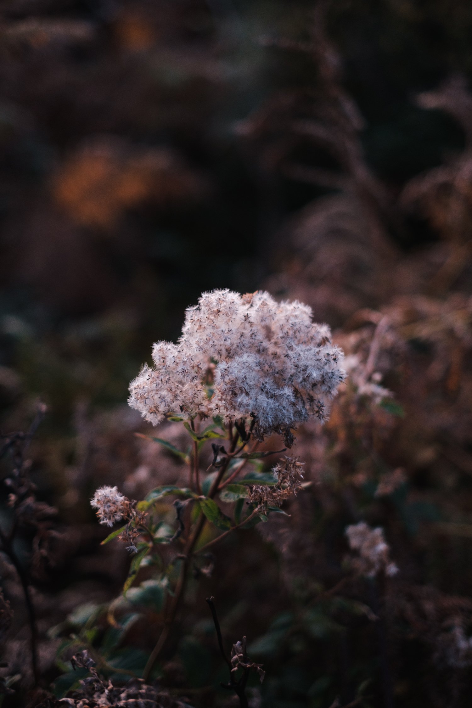Ben Holbrook - Autumn - Gower Peninsula Mini Photo Project - Nov 2020-86