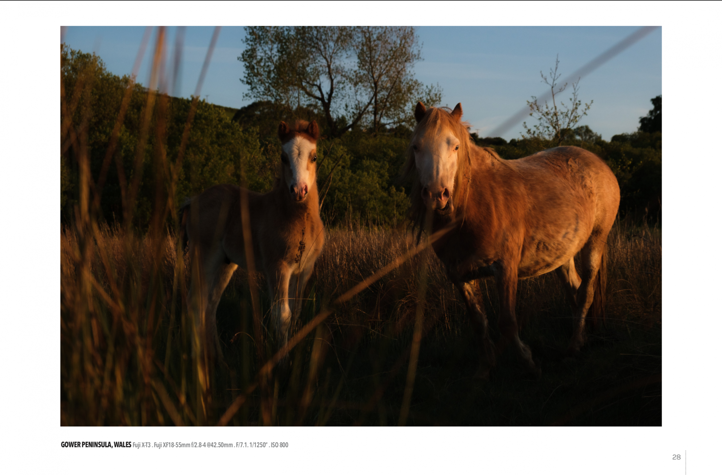 Fuji X Passion Ben Holbrook from Driftwood Journals.jpg1