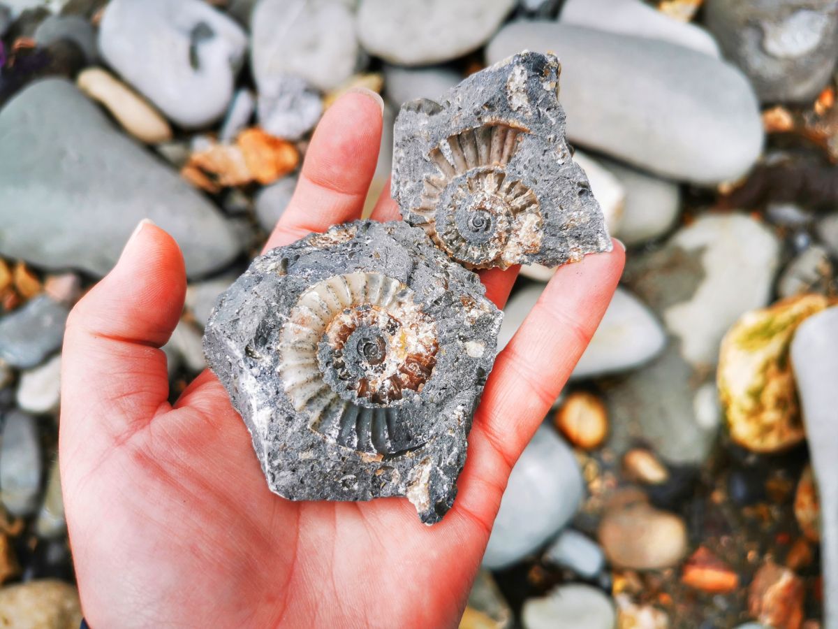 Fossil Hunting in Lyme Regis - My Gorgeous Ammonite