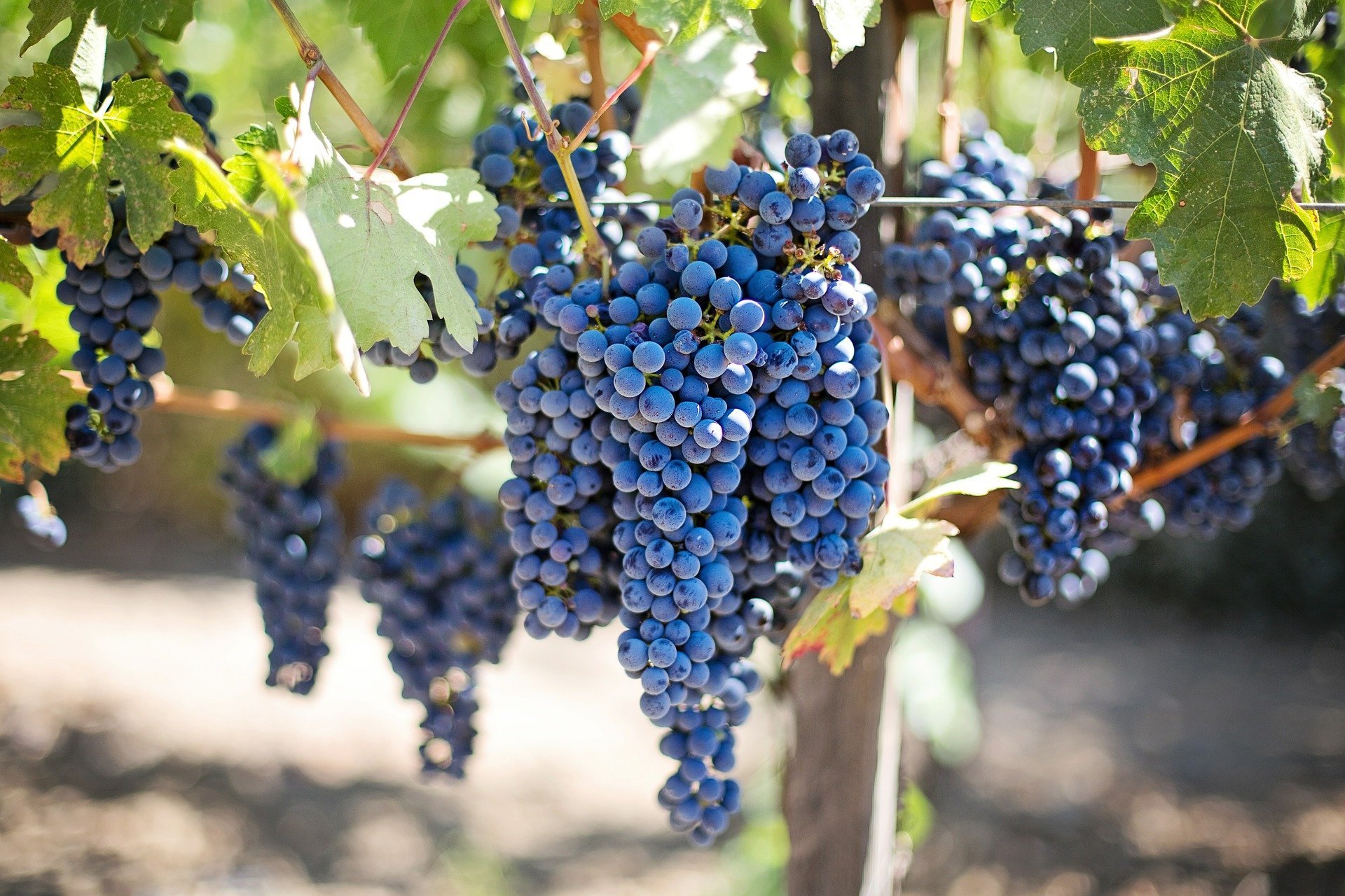 Napa Valley Wine Country, California