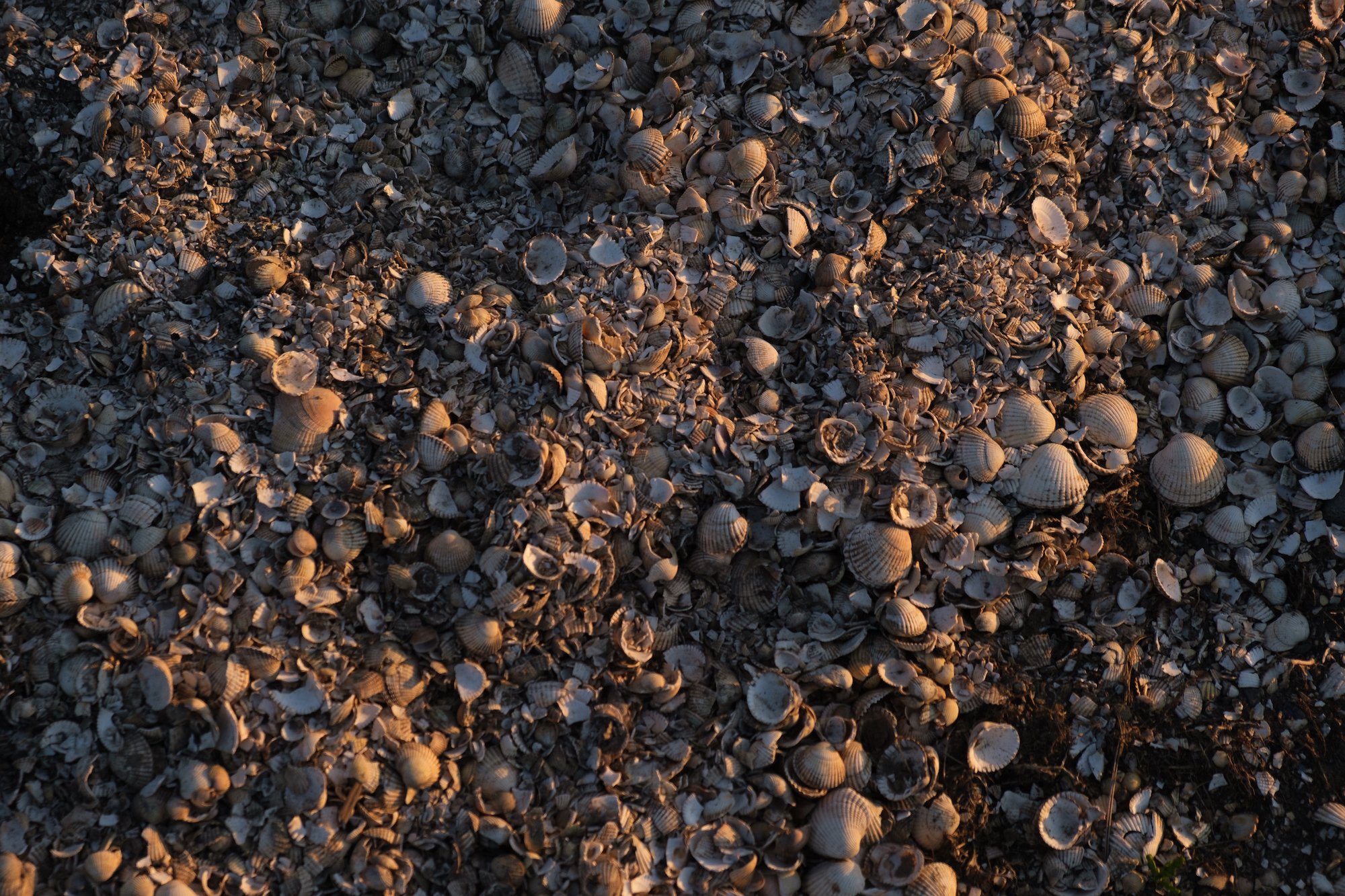 Penclawdd Cockles, Gower Peninsula, Photography Project by Ben Holbrook from DriftwoodJournals.com-17