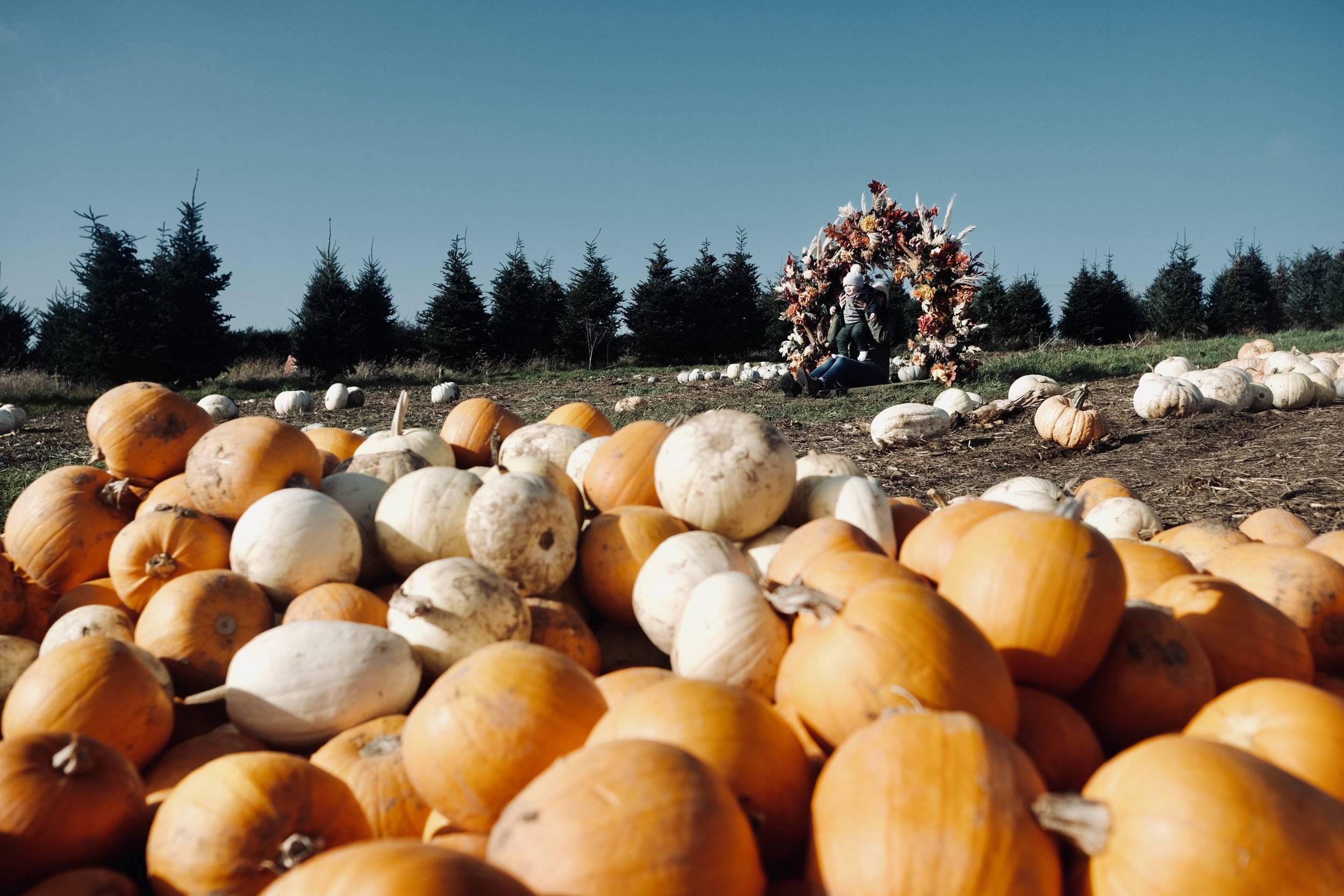 Pumkin Picking Gower Fresh Farm Swansea - Fujifilm XT4 with 23mm f:2 - Ben Holbrook6