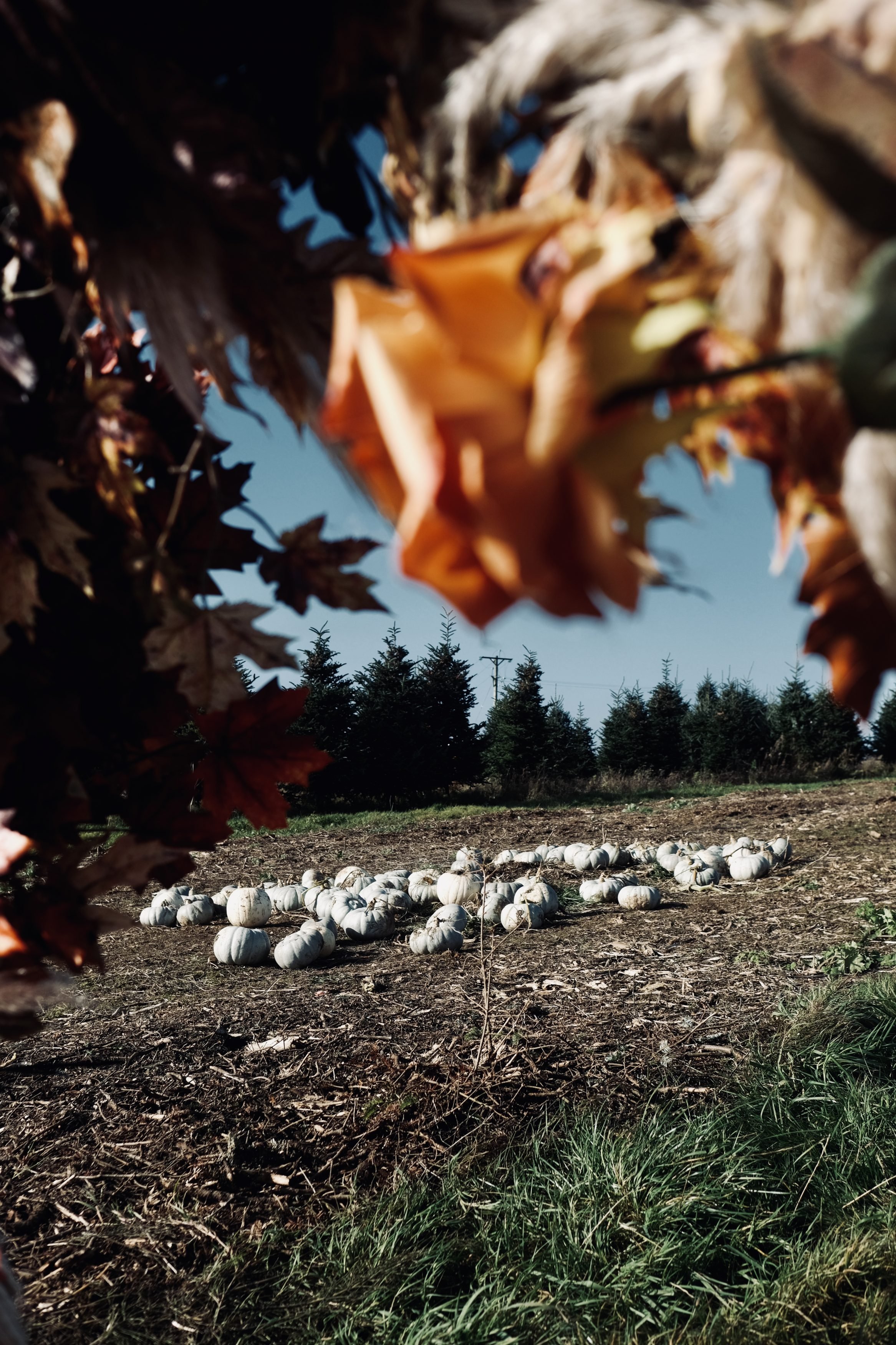 Pumkin Picking Gower Fresh Farm Swansea - Fujifilm XT4 with 23mm f:2 - Ben Holbrook6