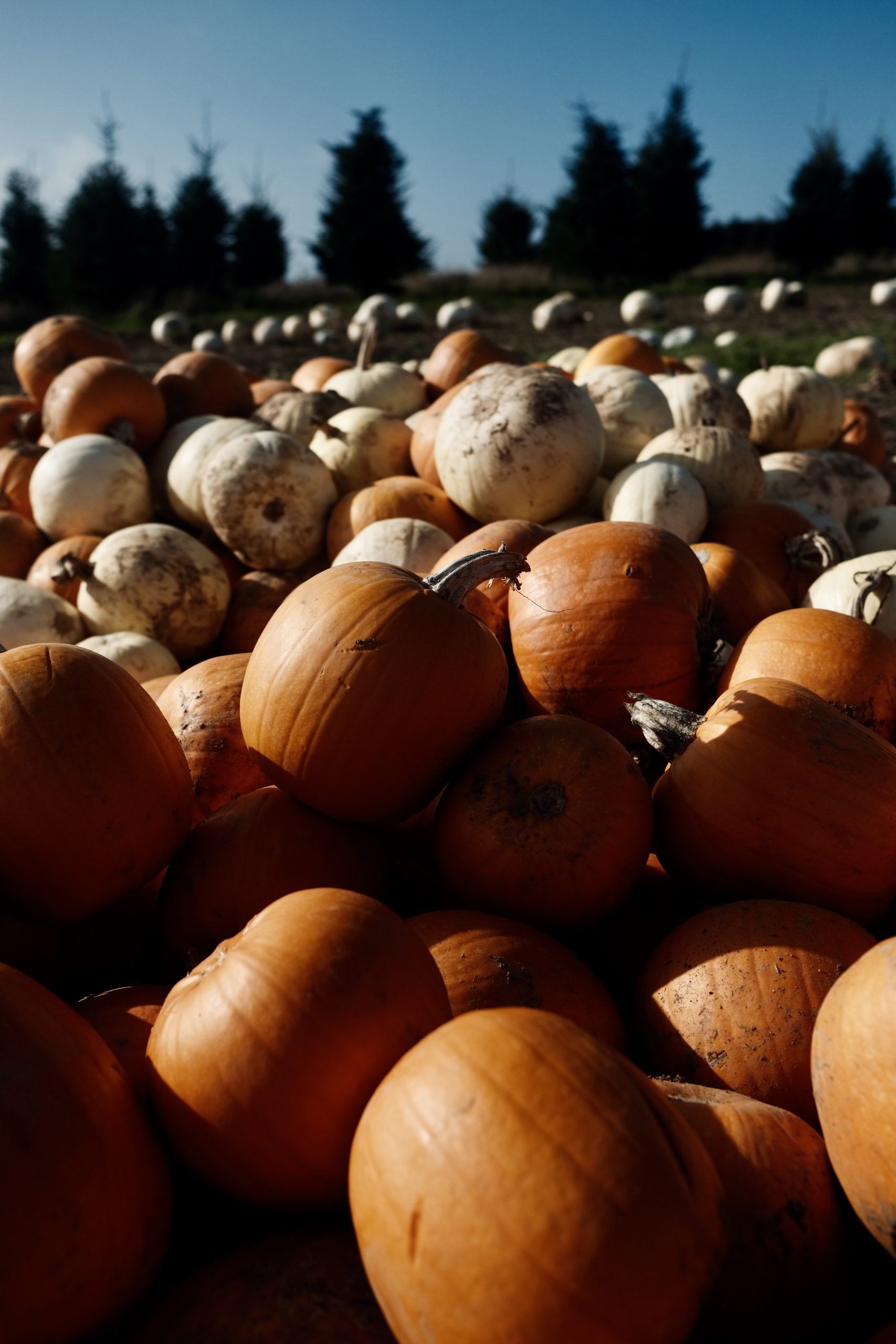 Pumkin Picking Gower Fresh Farm Swansea - Fujifilm XT4 with 23mm f:2 - Ben Holbrook6