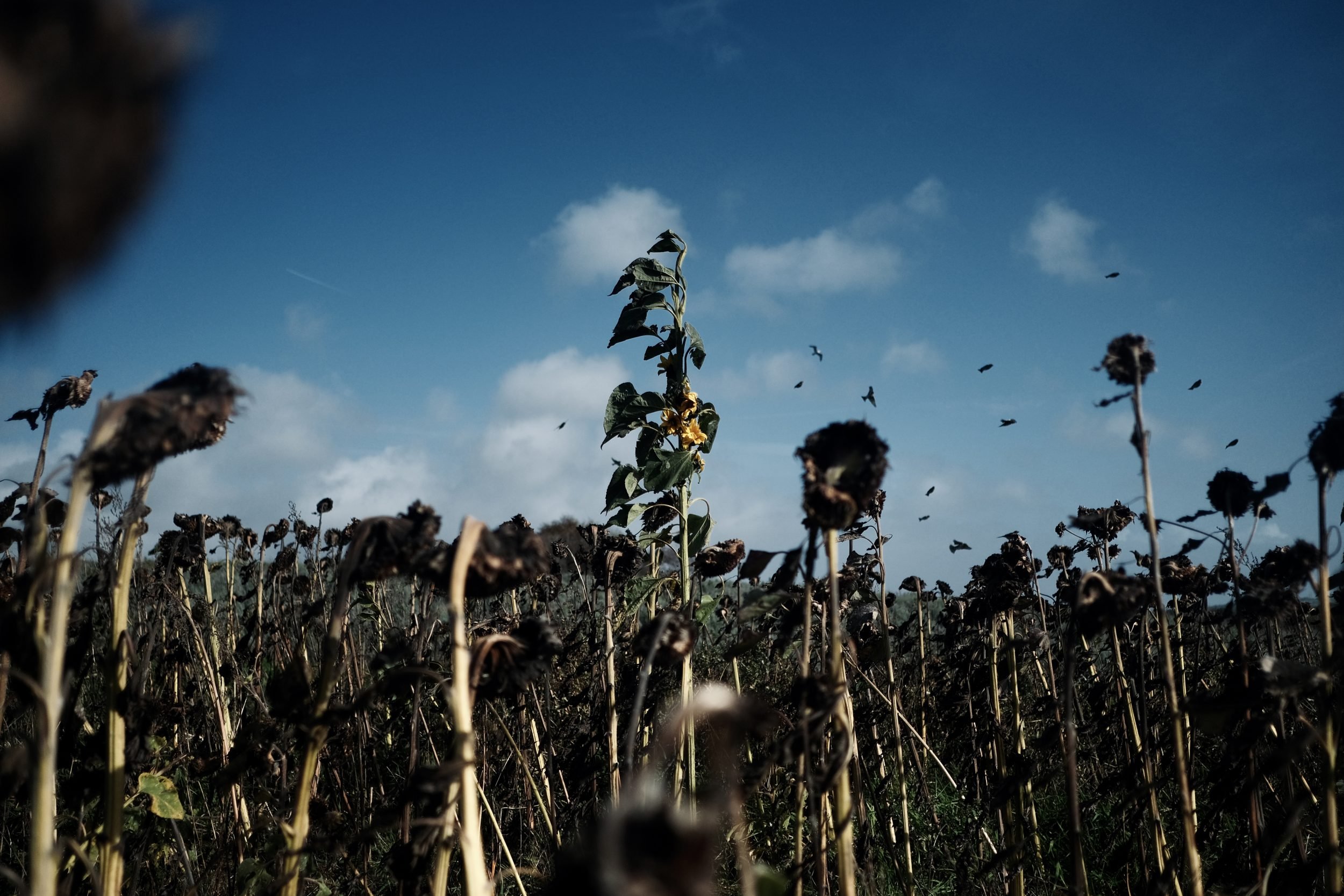 Pumkin Picking Gower Fresh Farm Swansea - Fujifilm XT4 with 23mm f:2 - Ben Holbrook6