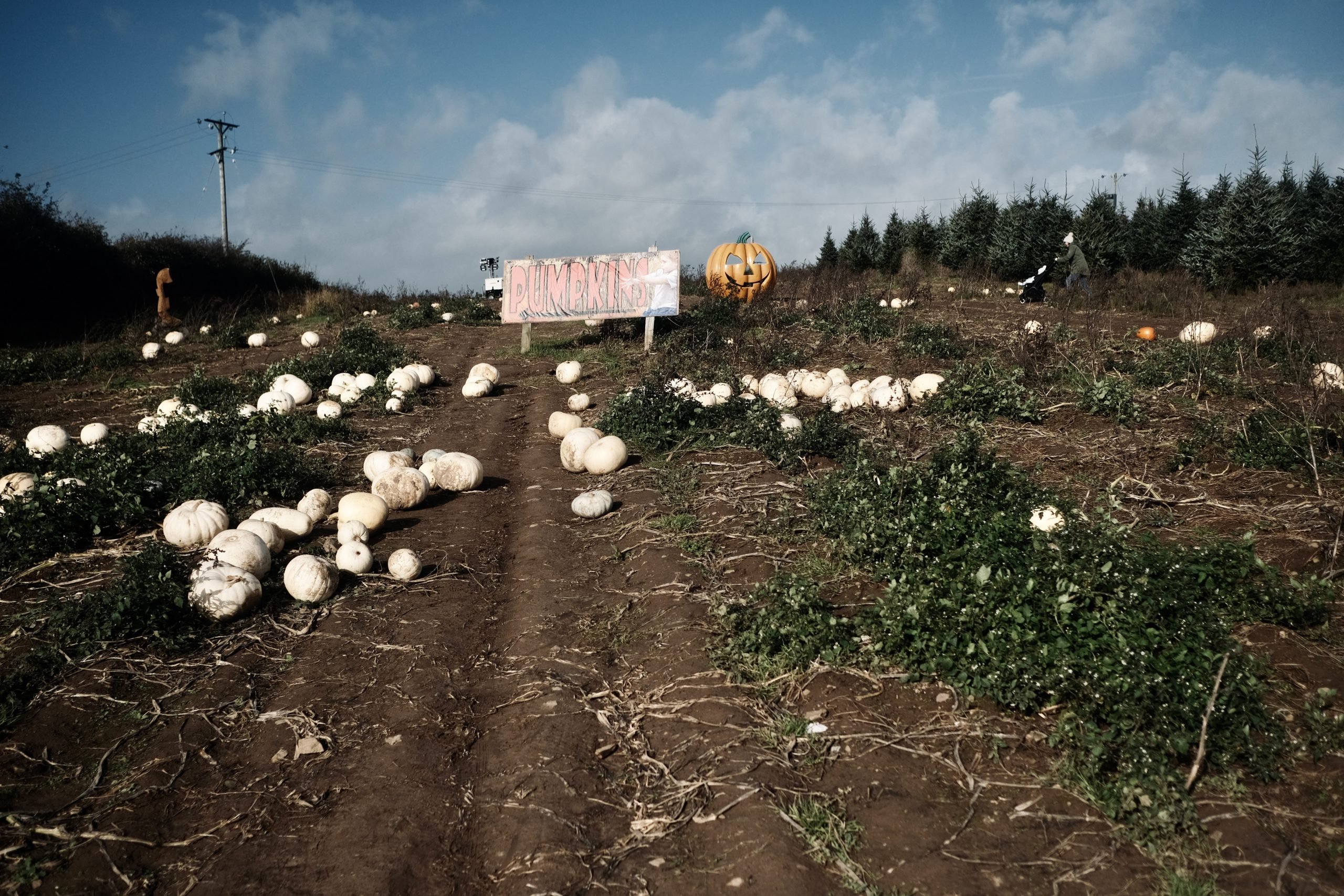 Pumkin Picking Gower Fresh Farm Swansea - Fujifilm XT4 with 23mm f:2 - Ben Holbrook6