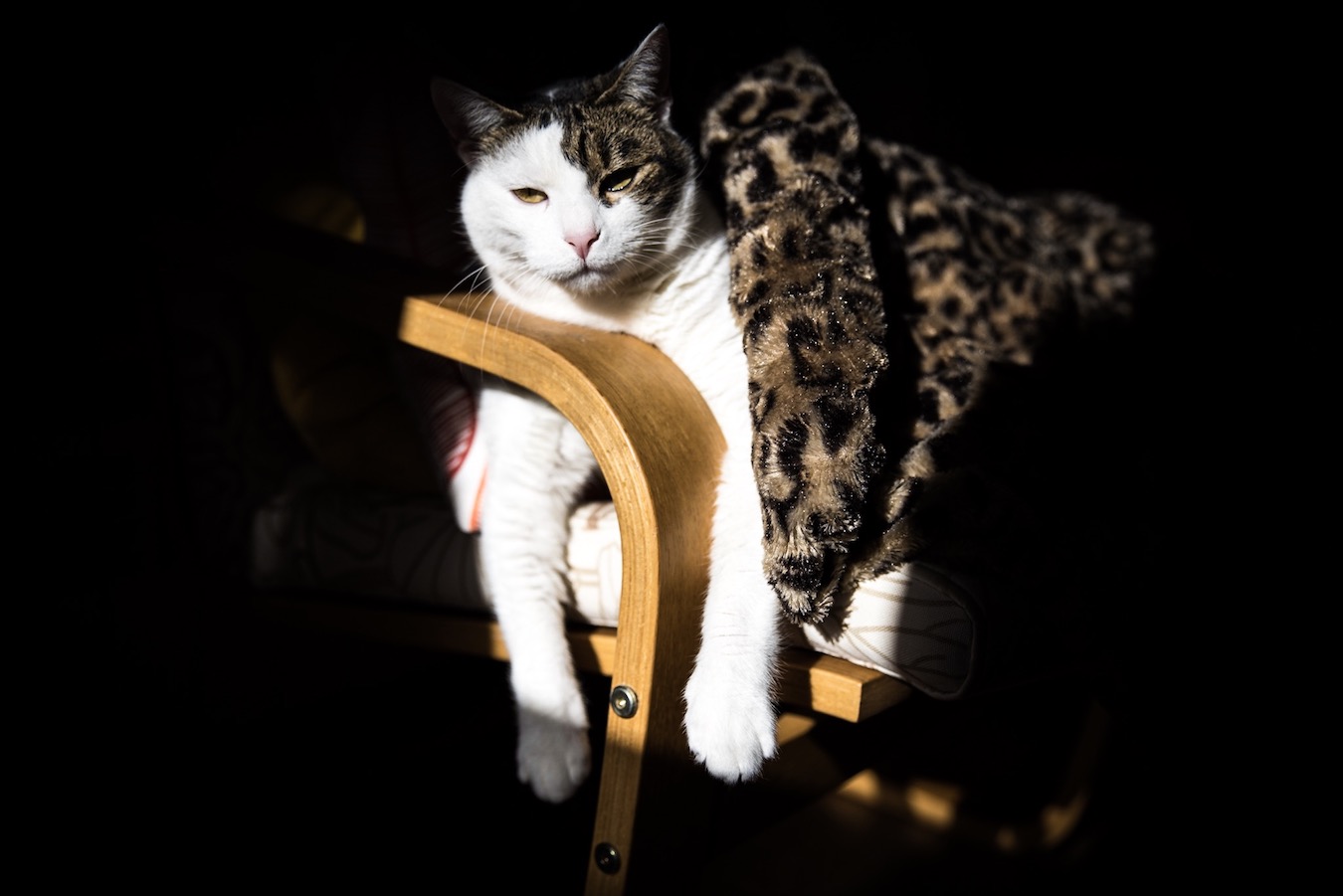 Our beautiful Chica-cat