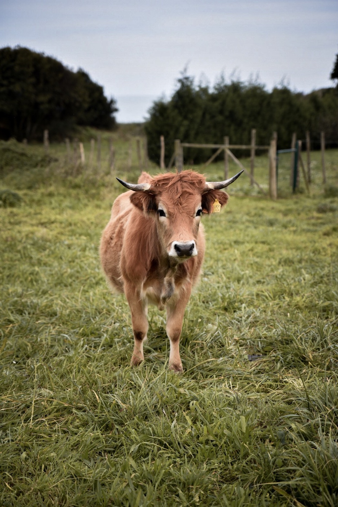 Asturian cows.