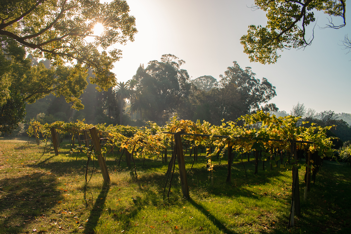 Vineyards in Galicia, Northern Spain - by Ben Holbrook Vineyards in Galicia, Northern Spain - by Ben Holbrook